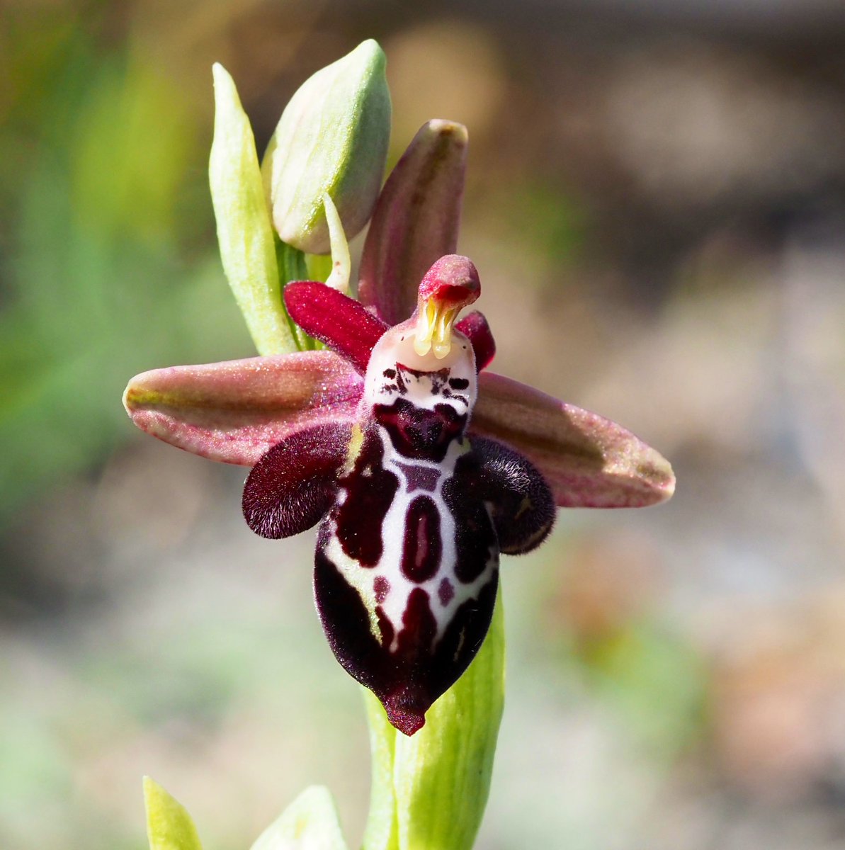 Cretan Bee Orchid - Ophrys kotschyi - 11/04/2024.  One of the 15 #orchid species I saw during one day in west #Crete last week.  This is my favourite among the Mediterranean bee orchids. @EuropeanOrchids.