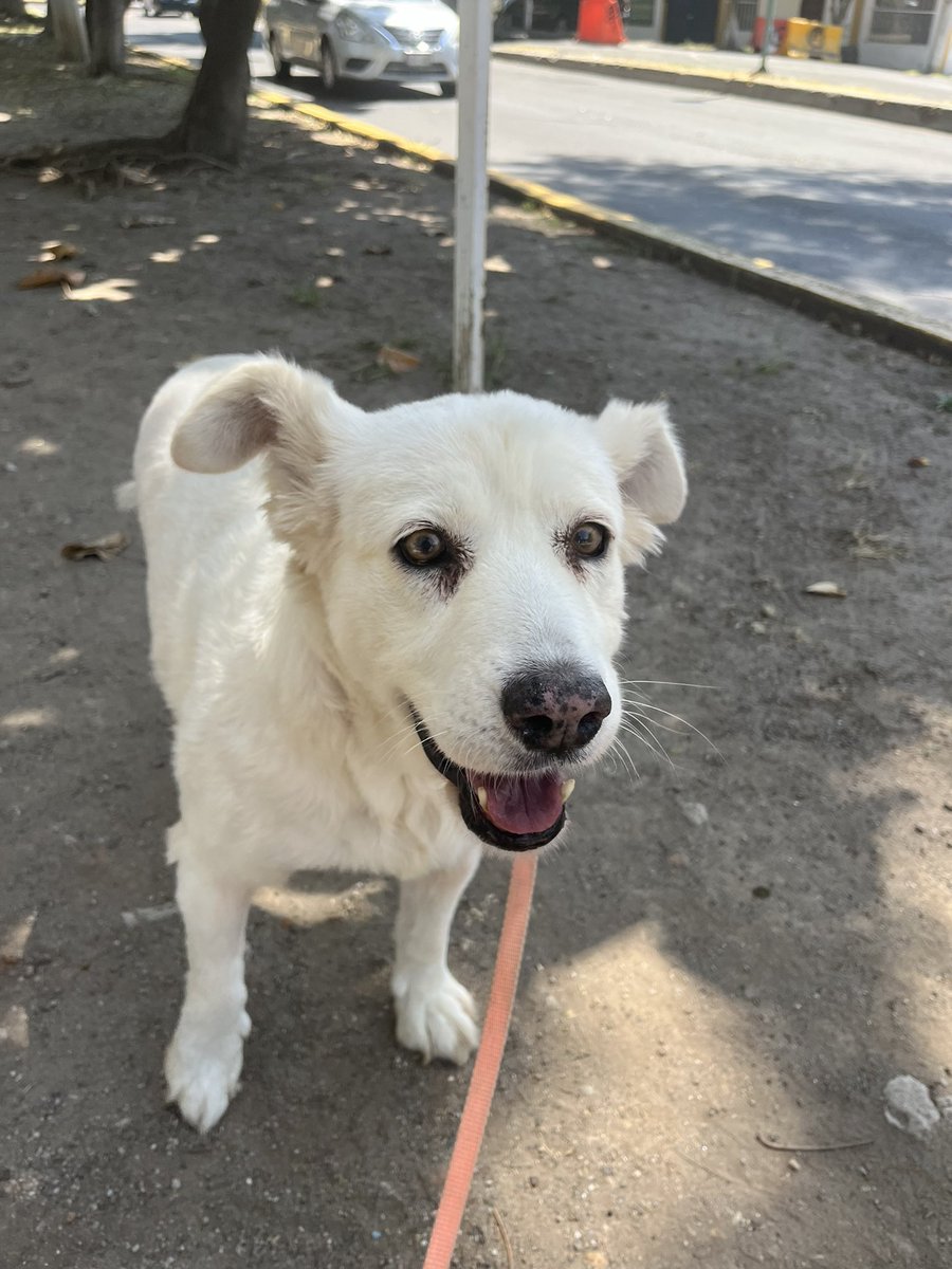 Nuestra abuelita Cloi sigue en adopción. Nadie ha preguntado por ella 🥺 Tiene 12 años,protocolo completo,talla grande. Sería muy triste que su vida termine en una pensión y no haya conocido nunca el amor de una familia 💔😔 Estamos en CDMX