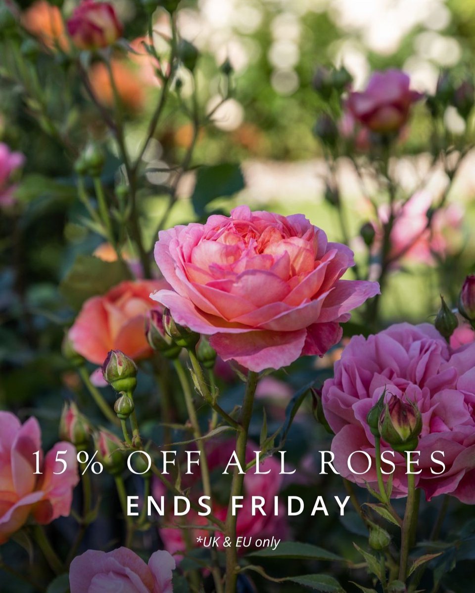 Last chance to get 15% off all roses with code BUDS24. This offer is available to customers in both the UK and the EU. Hurry, offer ends at midnight on Friday 19th April 2024. Featured rose, Boscobel (Auscousin)