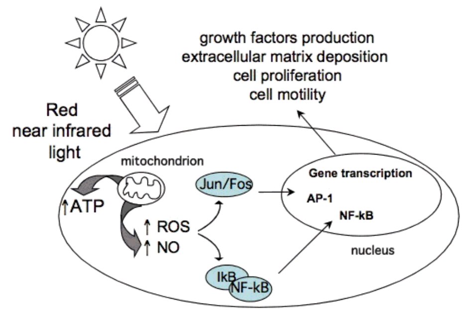 How do recycle semiconductive proteins rapidly with low risk to improve the proteome when you live at a high latitude or in an environment loaded with nnEMF.  You must increase the amount of ATP.  Food cannot do this.  How do you do it best?  

1. Sunlight
2. PBM
3. cooling

Why?…