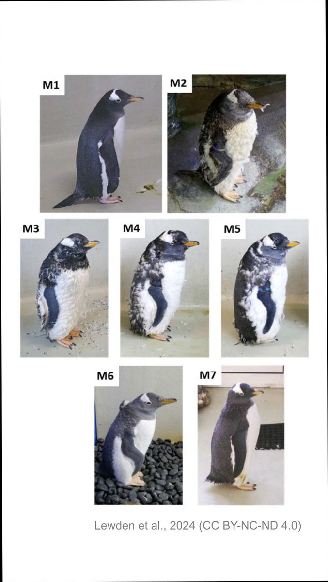 One too many layers? New study provides insights into the thermal challenges associated with moulting in Gentoo penguins. Preprint evaluated by @JasmineTalevi for @preLights. sciety.org/articles/activ…