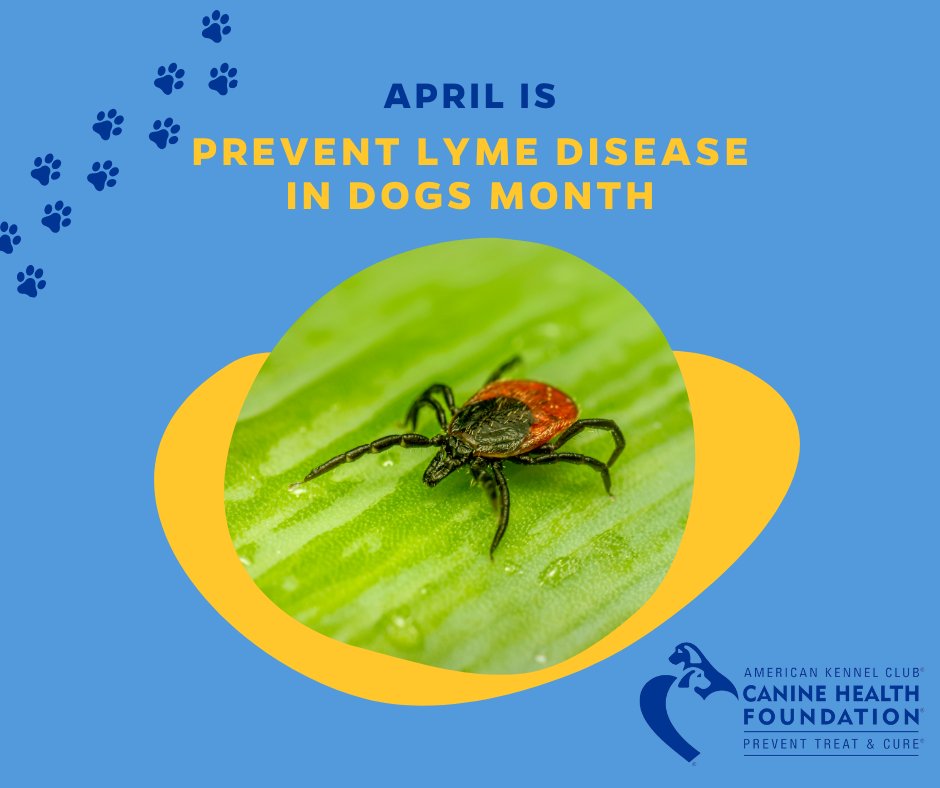 Thanks to the generosity of CHF donors, we're investing in studies to improve the diagnosis and treatment of tick-borne diseases like Lyme disease. Discover what we're doing to fight back at akcchf.org/ticks. 
#LymeDisease #CanineHealthResearch #OneHealth