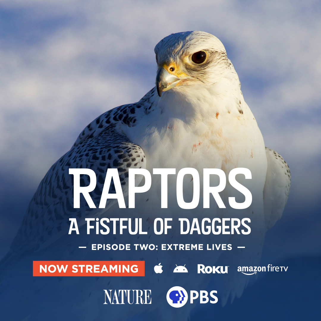 What was your favorite moment of last night's episode? Stream Raptors: Extreme Lives here: pbs.org/wnet/nature/ab… #NaturePBS