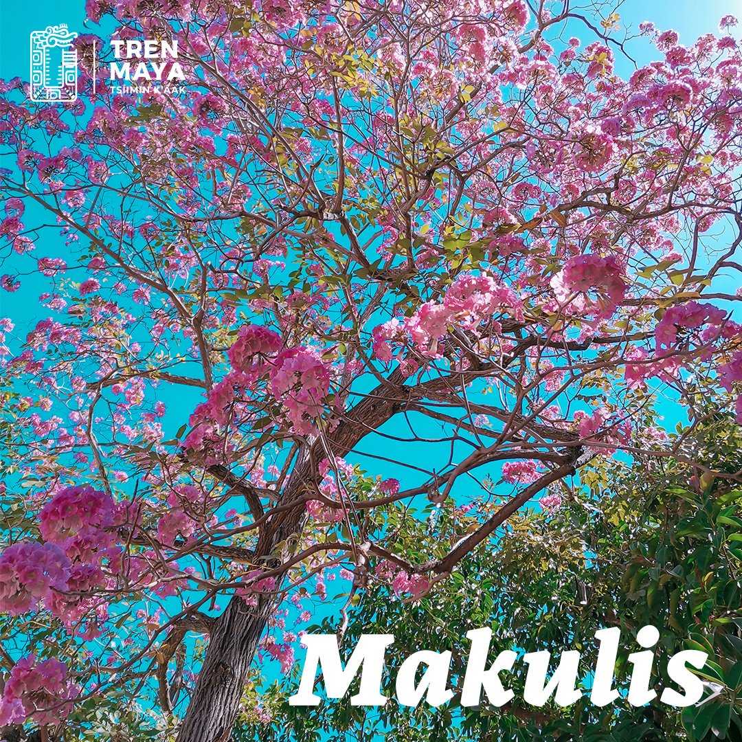 El makuli es un árbol característico de Yucatán que indica el inicio de la primavera. Tiene doble floración 🌸, la primera es a mediados de febrero y la segunda a mediados de abril. Antiguamente, utilizaban sus hojas en forma de té para aliviar la fiebre.