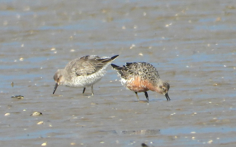 Love this time of year when the waders are turning to S/pl. Blackwits look superb but knot, Grey Plover and dunlin not quite there yet. Orange flag Grey Plover ringed at Altcar in 2018. These were all at West Kirby this morning