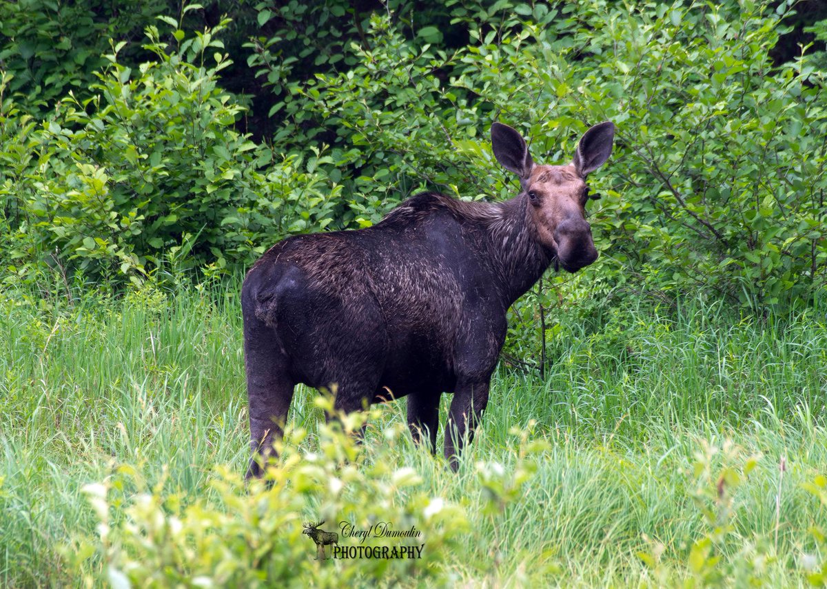 Moose cow and calf 🫎 (June 2022) - Algonquin Provincial Park 🇨🇦

#moose #wildlifephotography #TwitterNatureCommunity #TwitterNaturePhotography 

@Algonquin_PP @OntarioParks @OntarioNature @NatureCanada @NCC_CNC @CWF_FCF @CanGeo