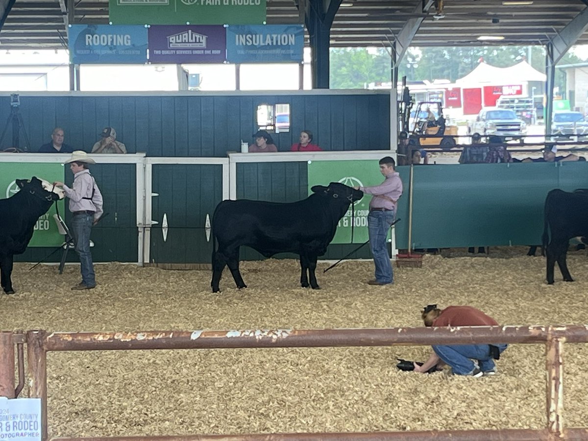 willis_ffa's tweet photo. Levi Risner keeping it going this morning at the replacement heifer show also placing 1st in class 2! 
@WillisISD_CTE @WillisSchools @Willis_HS_TX https://t.co/rjM0jaqx1b