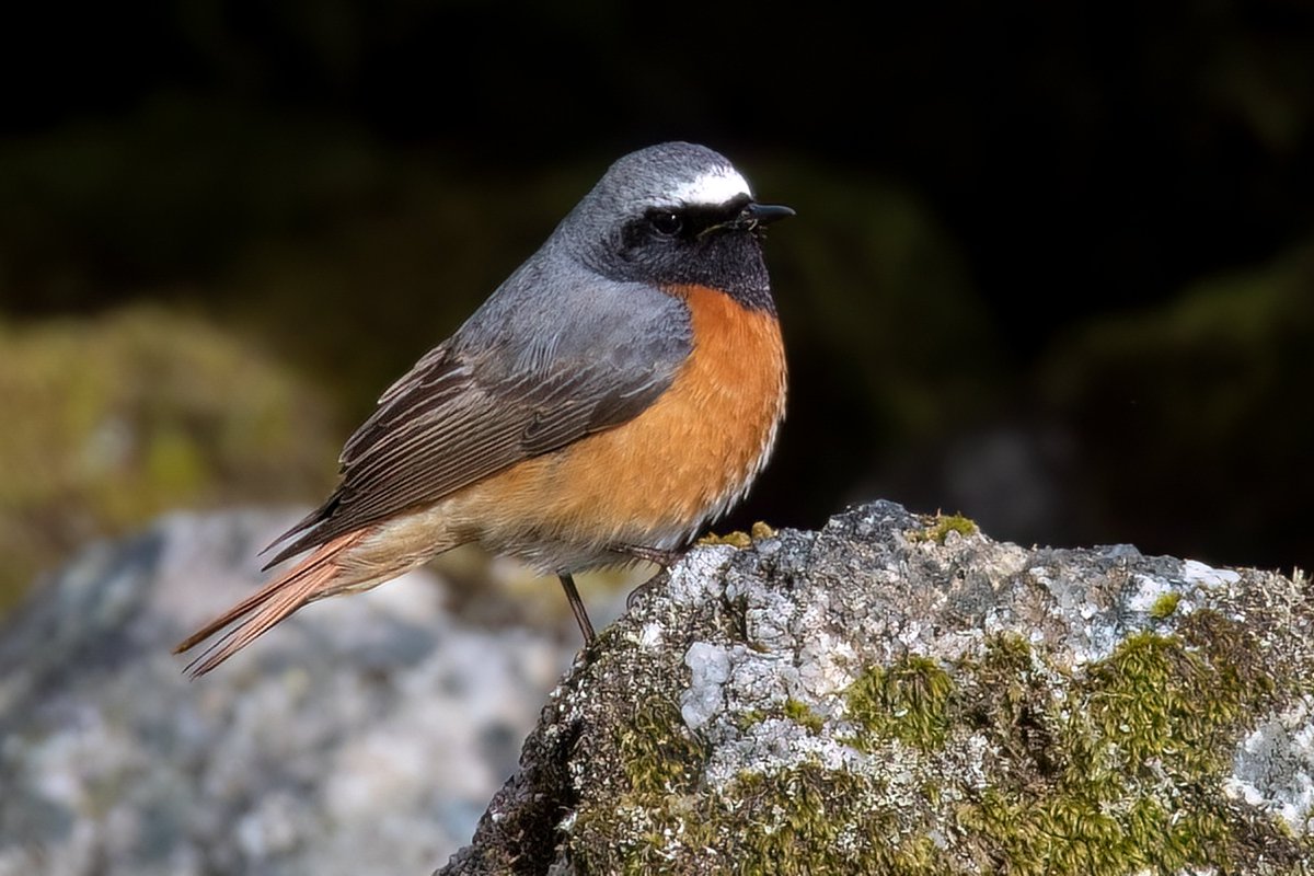 The stunning Redstart is another of our summer visitors that returns here to breed from it's winter in trans-saharan Africa. Amazing that this little bird, weighing little more than a £2 coin flies over 3,000 miles twice a year.