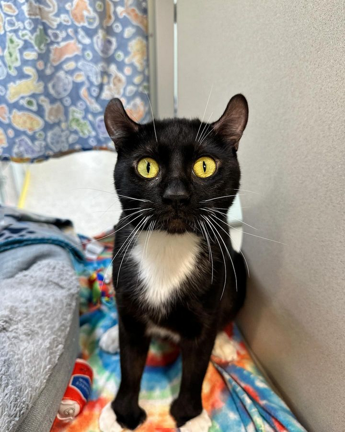 Agent J, a 1-yr-old American Curl, is a goofy guy who likes to explore, play with toys, & get pets! He's also very talkative & has an adorably expressive face that will capture your heart as soon as you see him. 🥹 Looking for a super sweet cat? ❤️ Come meet Agent J at the SAHS!