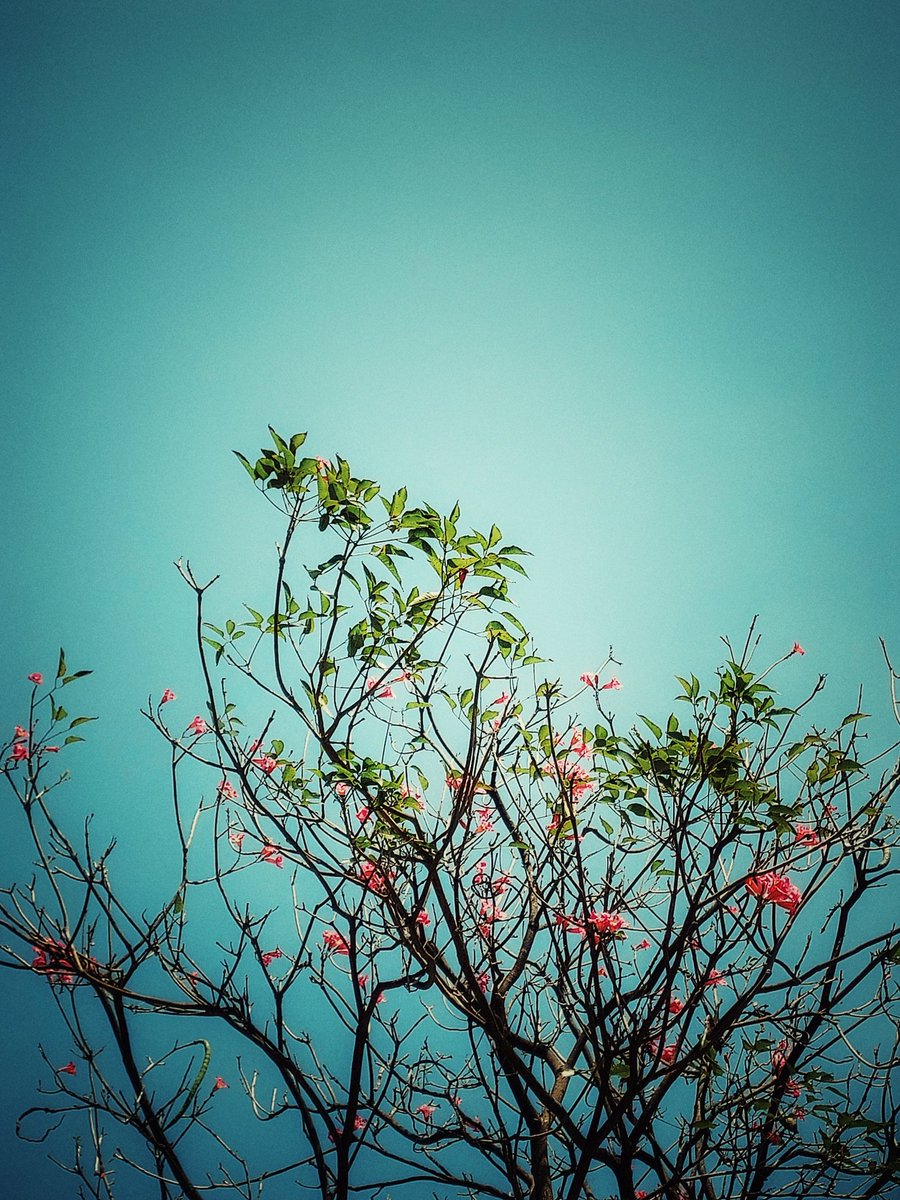 ckckforeskin's tweet photo. トックリキワタ

#台湾 #台南 #Taiwann #bluesky #flowerphotography 
©️skinskin https://t.co/7MRg9mqBvW