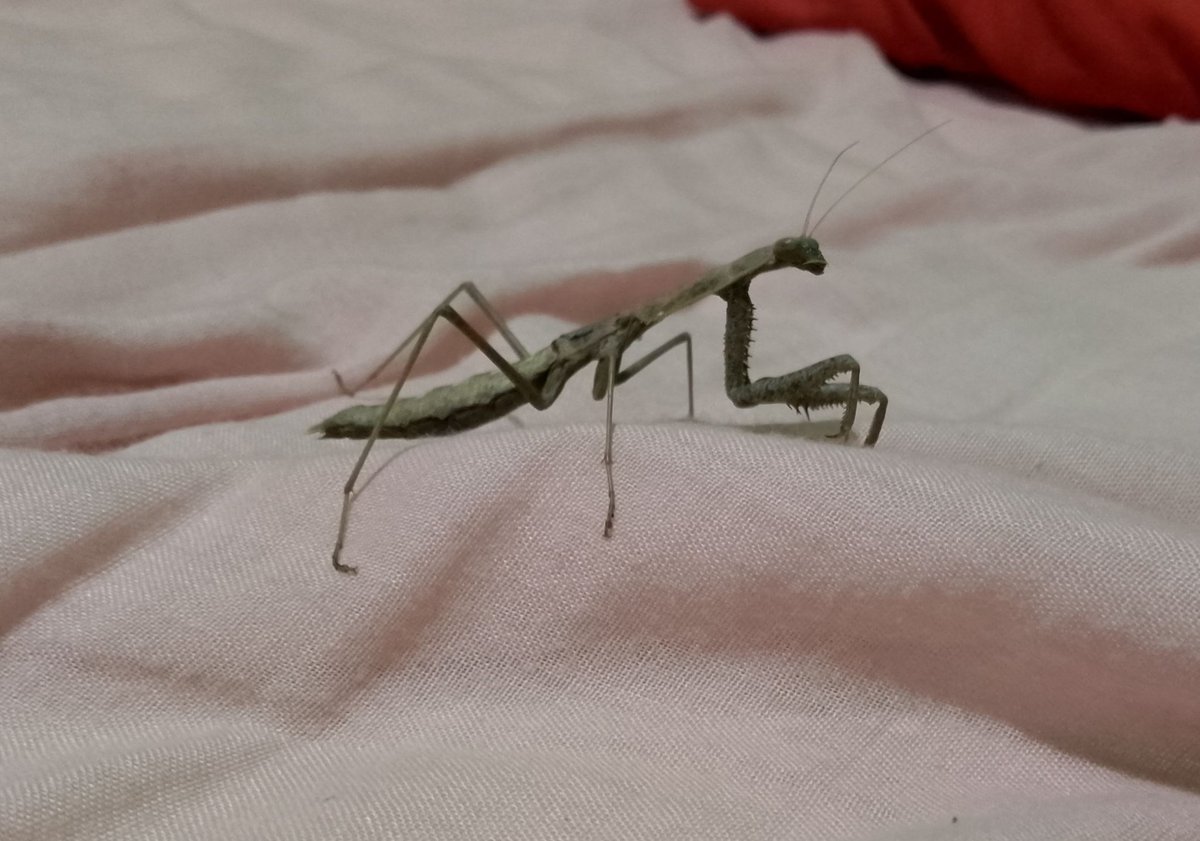 voixirial's tweet photo. Lil Guy appeared in my bed out of nowhere and I almost crushed them by accident https://t.co/PQejLbt0gI