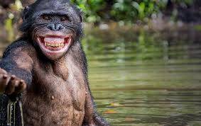 The bonobo community rejects Joe Biden's claim that uncle Brosse was eaten by bonobos in New Guinea.