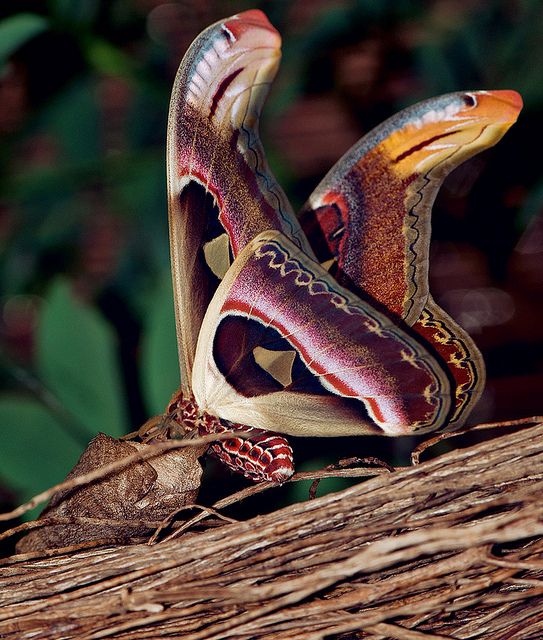 17. The atlas moth's wings mimic the presence of twin cobras watching her back