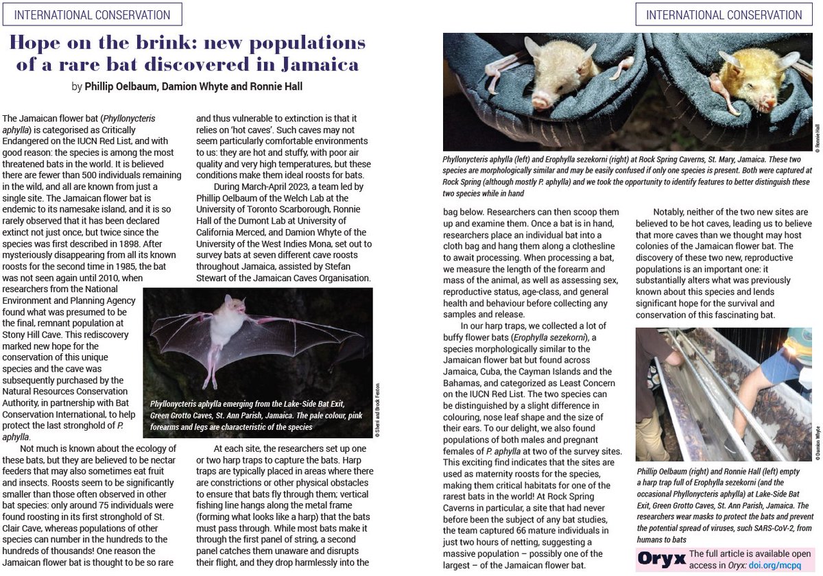 Following #InternationalBatAppreciationDay yesterday, we're thrilled to see Bat Conservation Trust's (@_BCT_ ) spring magazine featuring Oelbaum et al.'s work on the Critically Endangered Jamaican Flower Bat 🦇🤩 You can find their full article here: doi.org/mcpq