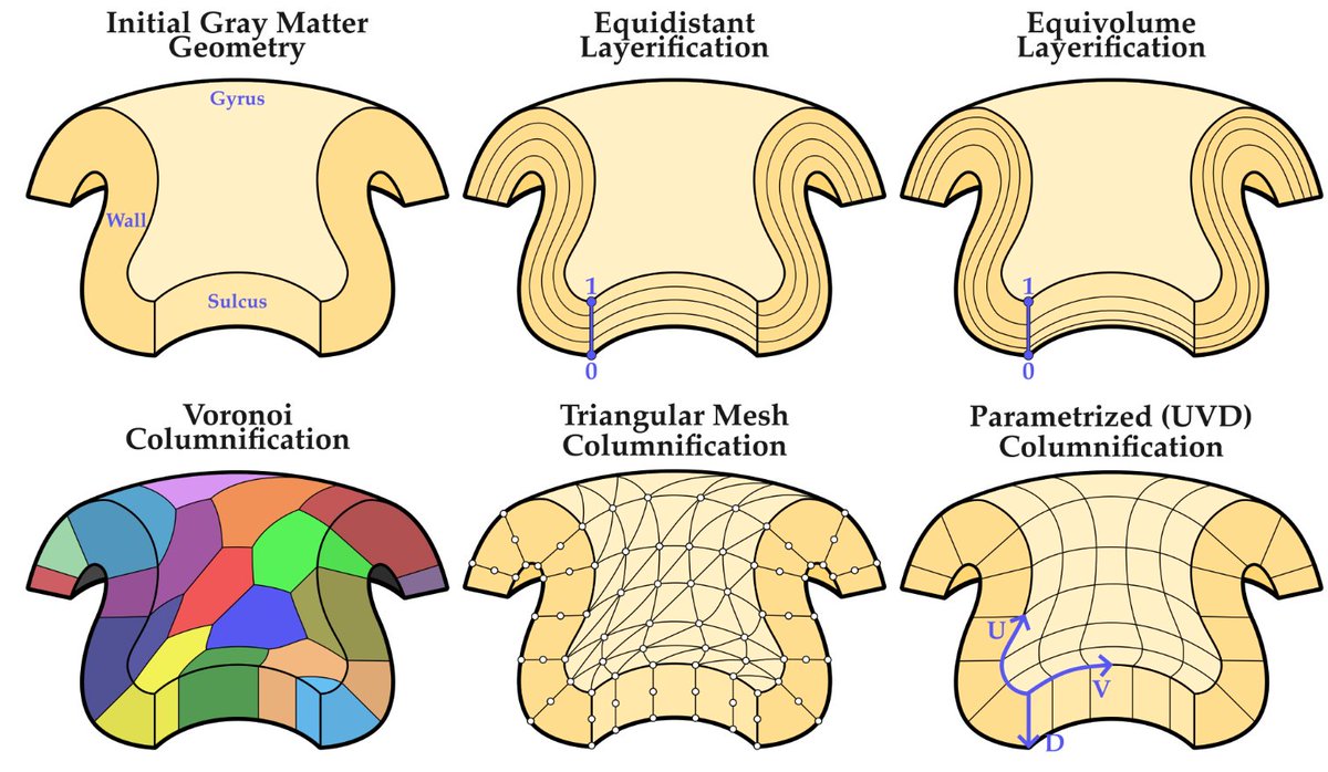 layerfMRI's tweet photo. There is a new blog post (book chapter) that provides an overview methods for computing geometric layers and columns. AKA: Layerficiation and Columnarization.
It includes: Historical aspects, the layer-fMRI field now, and the future.
By @ofgulban
https://t.co/MPQT2lBjuS https://t.co/nqLeCUWdIS