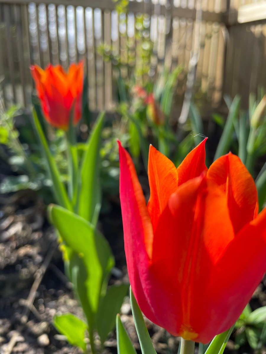 Tulipa 'Ballerina' is still upright in my garden despite the storms and high winds. I love the colour of this tulip and it's one of the varieties that will flower for many years. #gardening