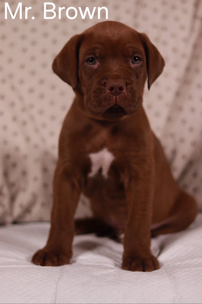 4 adorable male #Mastador Puppies AVAILABLE for adoption!  <a href="/clacamphill/">Christian Life Assembly</a> <a href="/CYSD/">CYSD</a> #puppy #puppies #dog