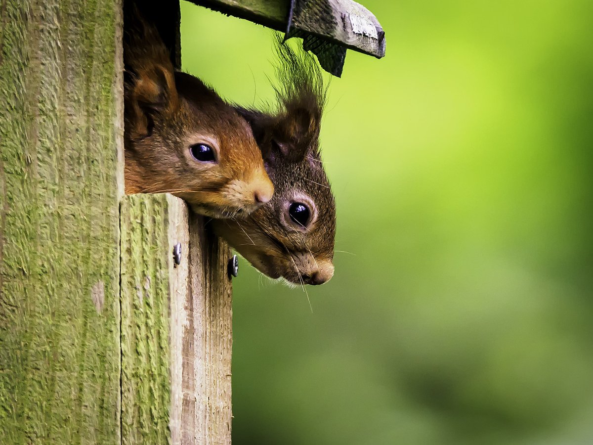 'I often see red squirrels in my garden, how often should I record sightings?' 🐿️🌿 This is a question asked often! For reds please record the maximum seen in the same spot 2-3 times a year! Report every grey. Record your sightings👉bit.ly/3OR7fc8 📷Mark Chambers