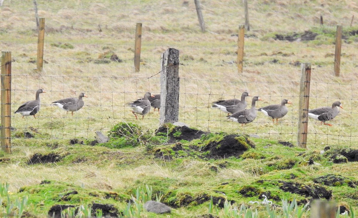 Grounded by today's bad weather, these migrant Greenland White-fronted Geese were on the crofts at Cleat, a favoured site for them on Barra.