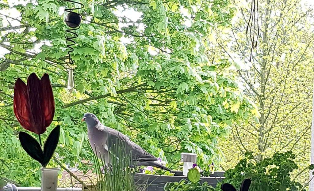 ☆•☆ I just had a pigeon on the balcony. 🙀😹🤣👋 ☆•☆