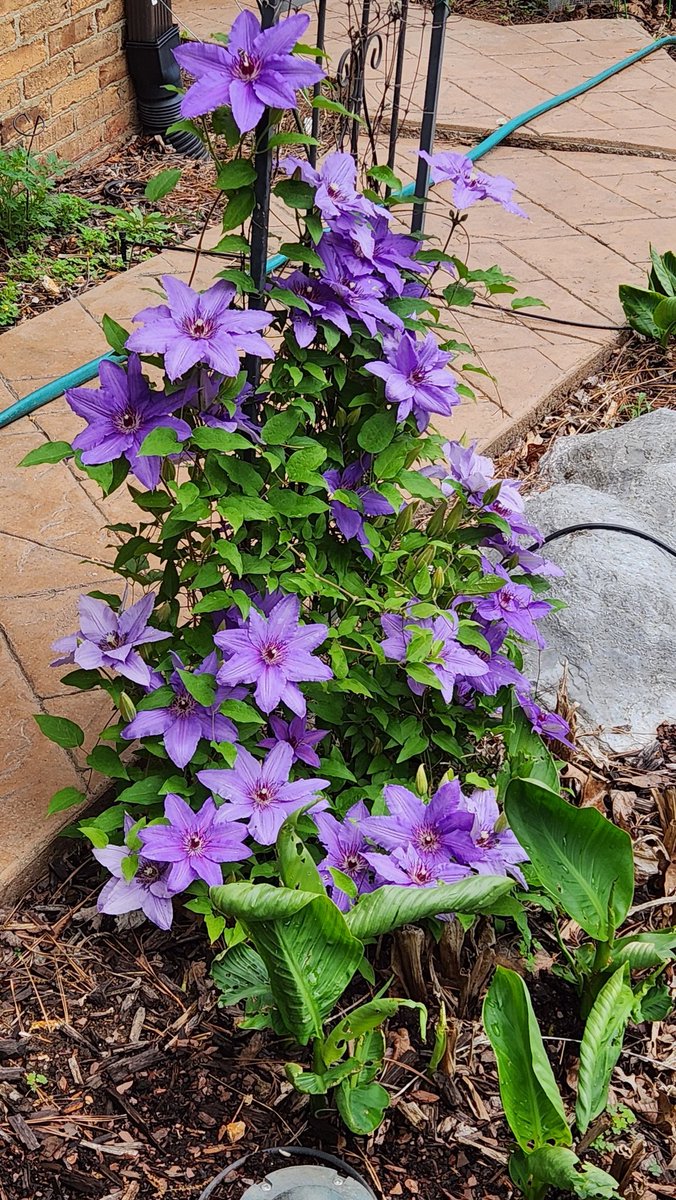 My Clematis is in full bloom 😍