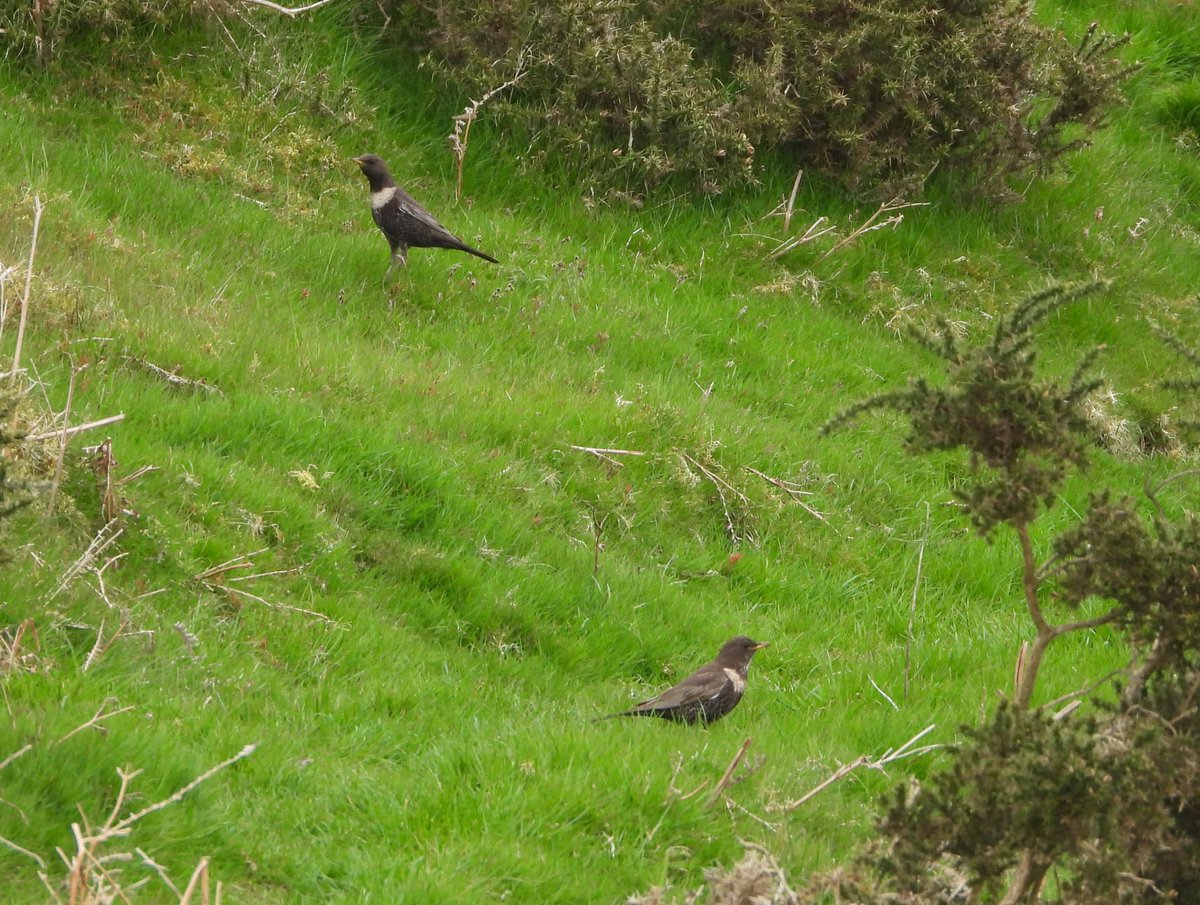 There has so far been a decent passage of Ring Ouzels along the Clwyd Hills, Flintshire, this spring. These are some from among a migrant party of 11 at Penycloddiau today.