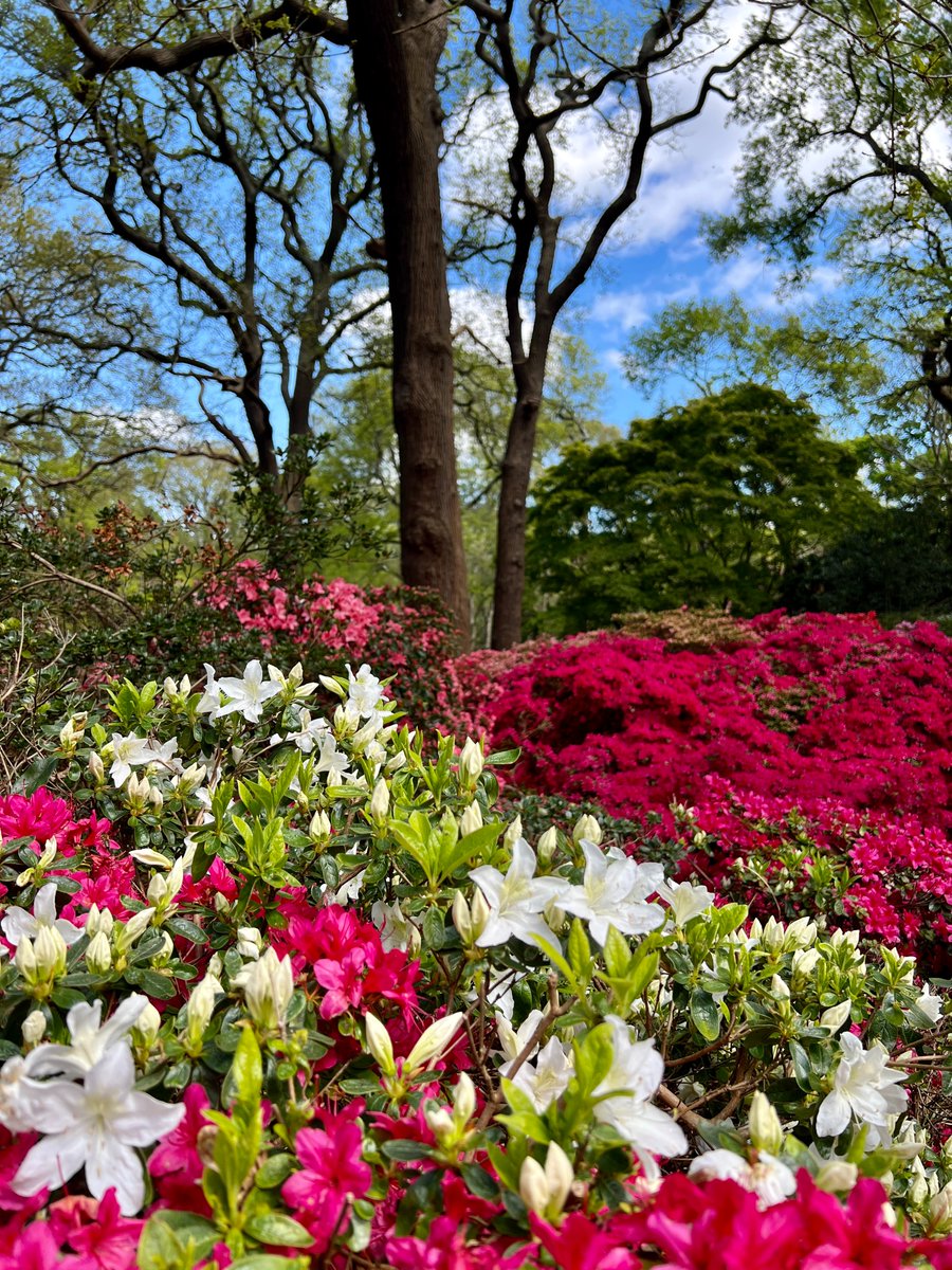 The colours of spring in @theroyalparks' Isabella Plantation today. #RichmondPark 📷 Joe Little
