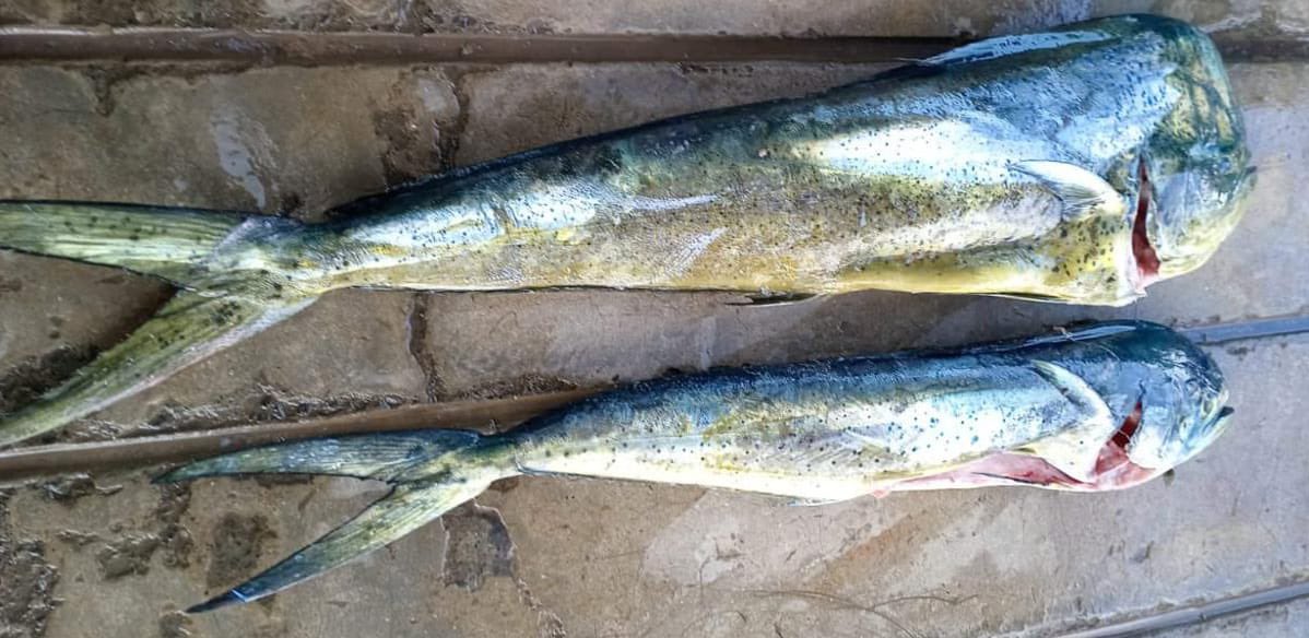 Técnicos del @IpiapEcuador están monitoreando de cerca la pesca de peces pelágicos grandes en la provincia de #Manabí! 
Estamos comprometidos con la sostenibilidad d nuestros #RecursosMarinos.
Seguimos de cerca los puertos pesqueros de #Manta #Jaramijo #SanMateo.
#PescaSostenible