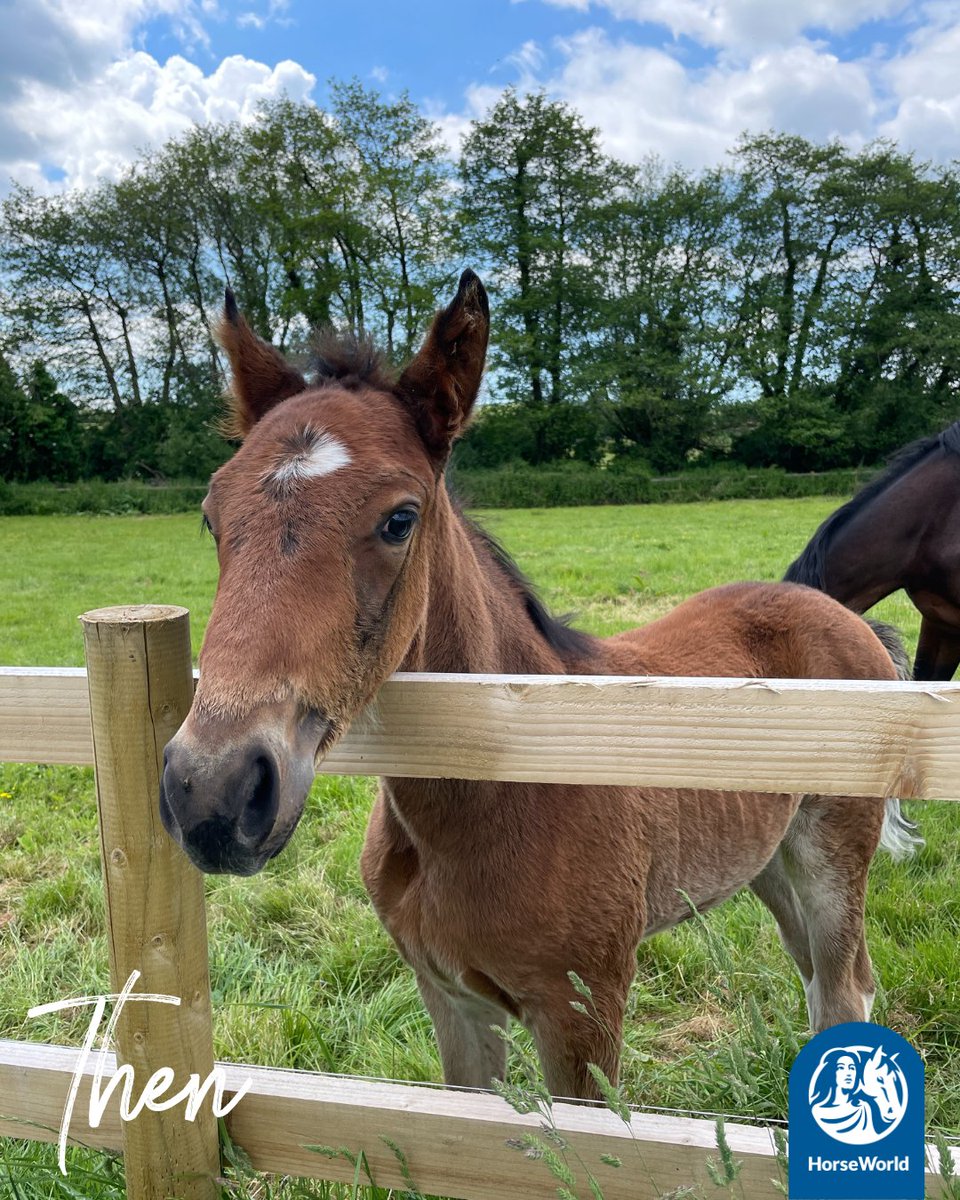 HorseWorldTrust's tweet photo. Happy birthday to Conker who was born at HorseWorld two years ago today to rescue horse Peggy.

Unfortunately at just four months old, Conker lost his mother but we think she would be very proud of the kind and confident horse that he is today.

#HappyBirthday #TwoToday https://t.co/KGTdZLsvIE