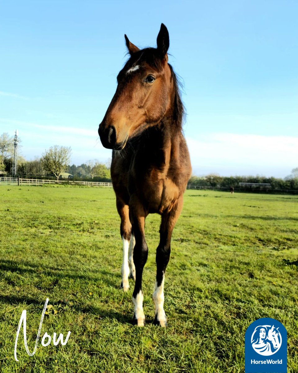HorseWorldTrust's tweet photo. Happy birthday to Conker who was born at HorseWorld two years ago today to rescue horse Peggy.

Unfortunately at just four months old, Conker lost his mother but we think she would be very proud of the kind and confident horse that he is today.

#HappyBirthday #TwoToday https://t.co/KGTdZLsvIE
