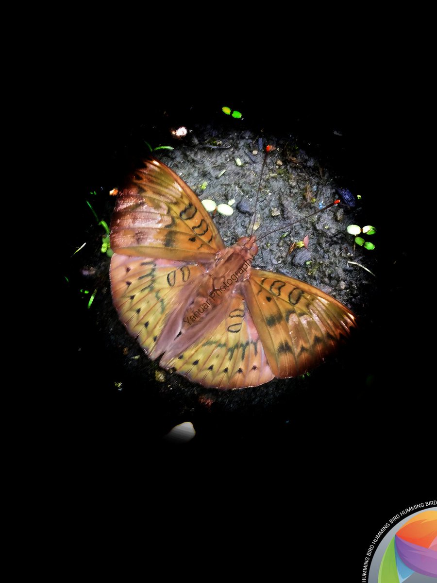Euthalia aconthea butterflies search for soil salt.

#photography #photo  #photograph #photooftheday #photographylovers #nature  #natural #naturelover #NaturePhotography #macro #macrophotography #photographyart #NaturePhotograhpy