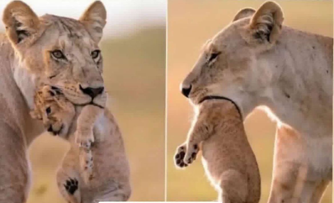 بيت الأشعة ☢️☠️| tweet media