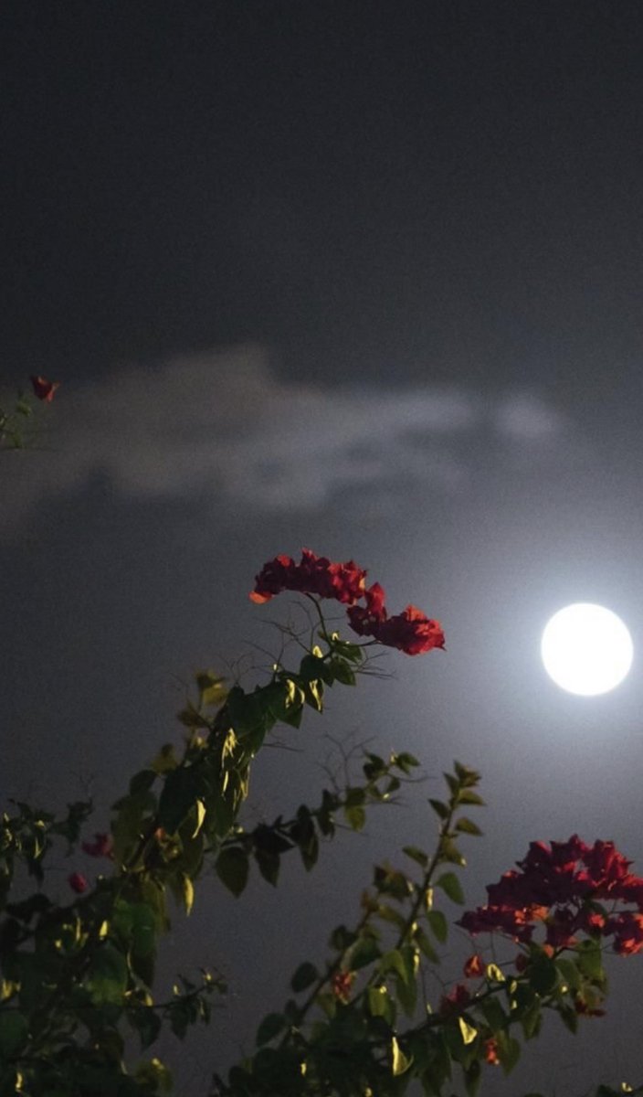 wiliam_web3's tweet photo. Assalam o alaikum 
Good night 
Sweet dreams https://t.co/1jmNoHoX7k