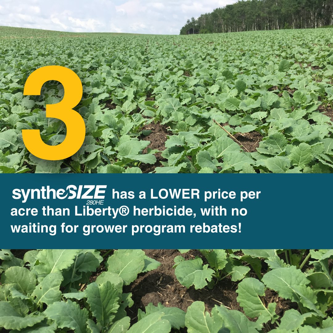 Growing LibertyLink® Canola this spring? If you answered yes — stop what you’re doing and check out what you need to know to maximize your LibertyLink® Canola acres!

#canola #plant24 #cdnag #saskag #ag #spraying #farminginnovation