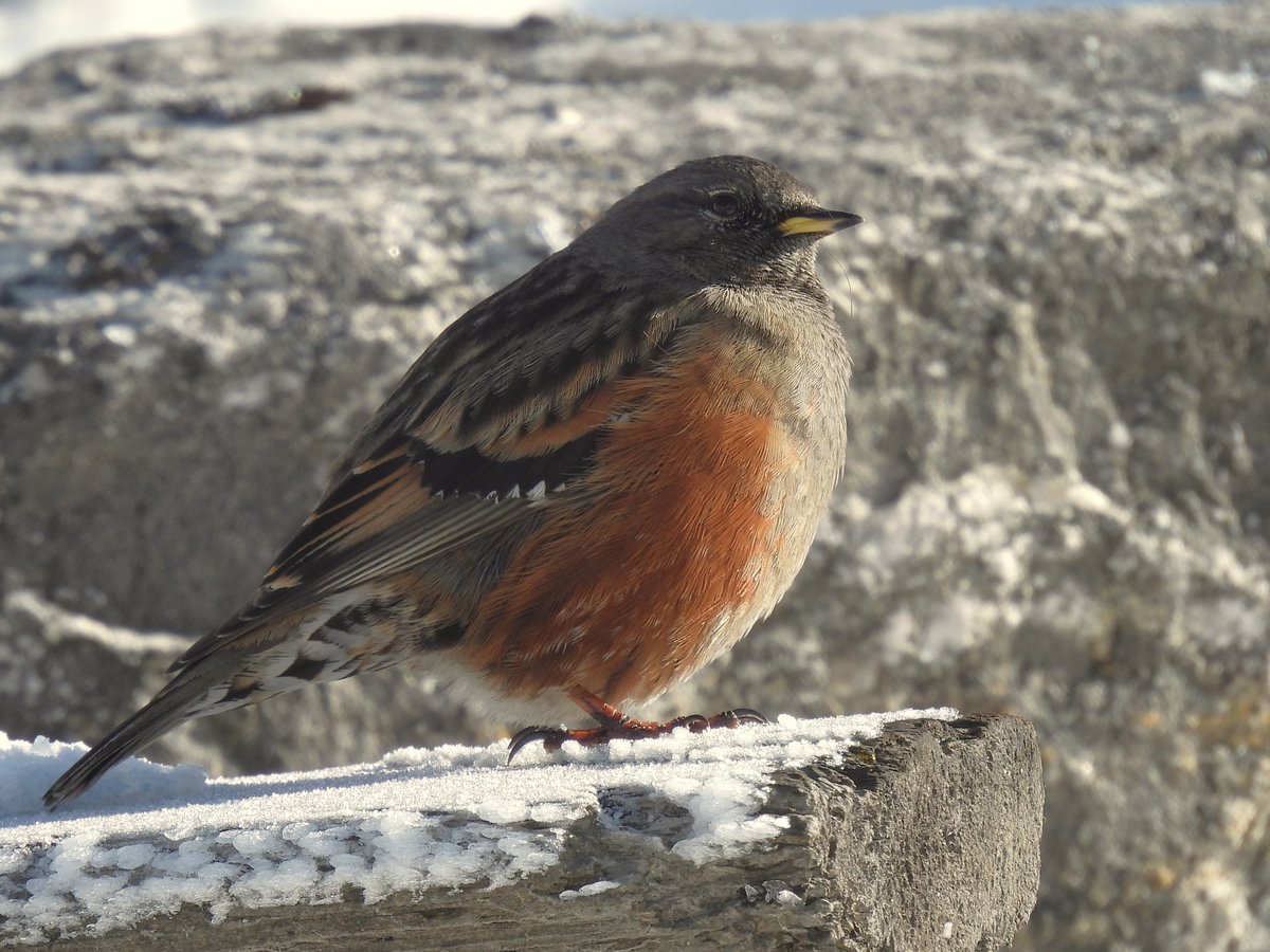 Alpine Accentor at Sela Pass #ArunachalPradesh.

#IndiAves #BirdsSeenIn2024 #India