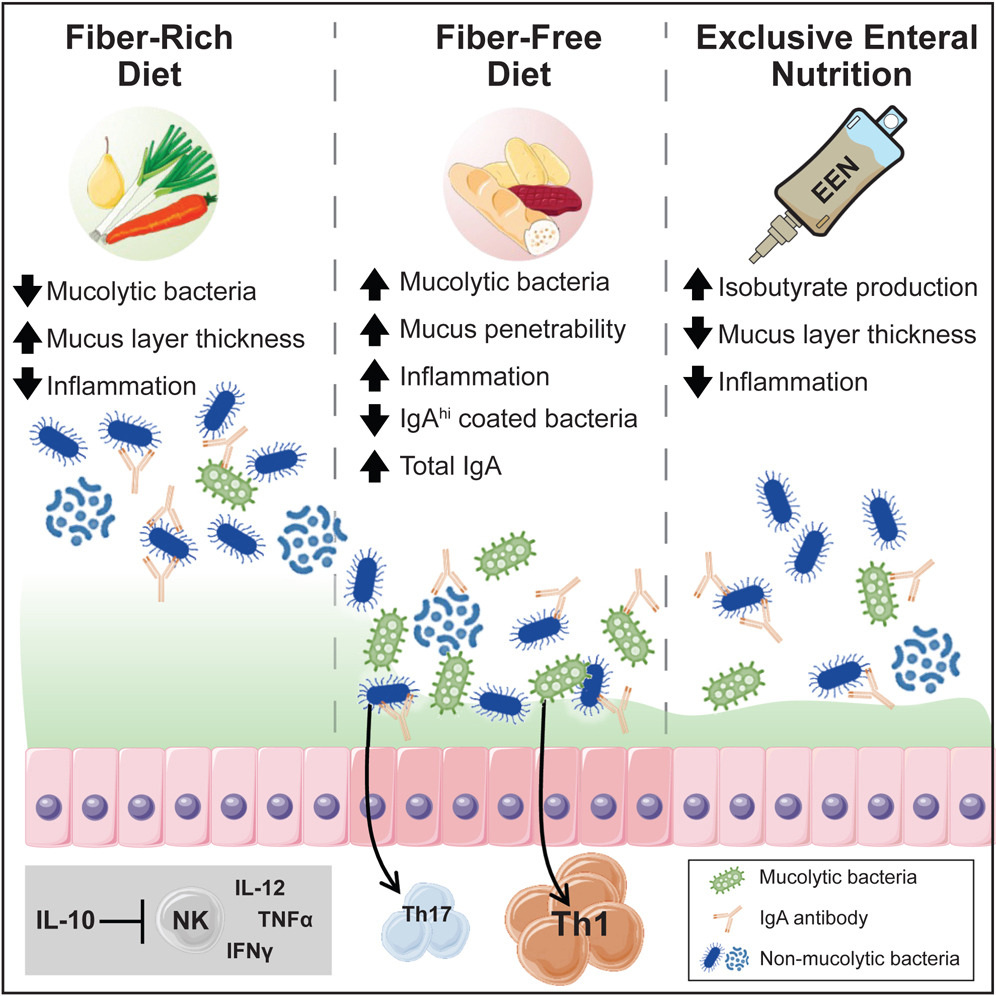 cellhostmicrobe's tweet image. Opposing diet, #microbiome &amp;amp; metabolite mechanisms in IBD. Combo of genetics, reduced dietary fiber &amp;amp;mucin-degrading bacteria triggers IBD. Mucus loss promotes Th1 that drives #colitis. Fiber-free exclusive enteral nutrition prevents colitis @EricCMartens1 cell.com/cell-host-micr…