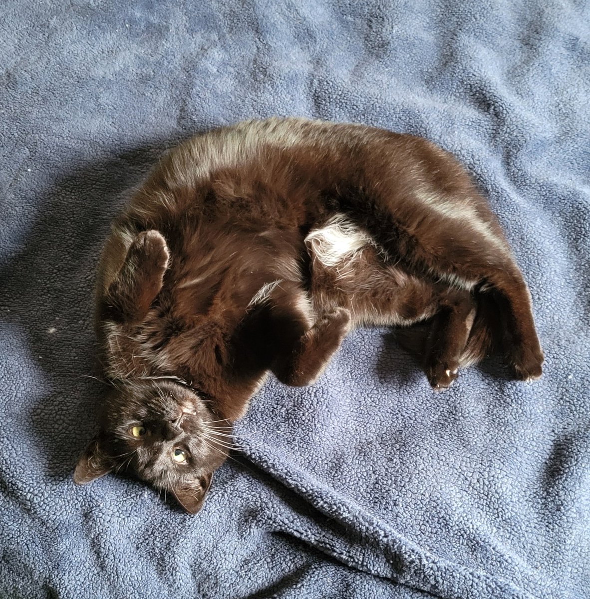 My cat Frida watching me do yoga this morning.