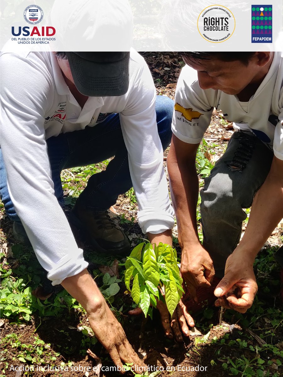 fepapdem's tweet photo. Combatimos el cambio climático con enfoque inclusivo.
@Fepapdem y @ChocolatesRights, con el apoyo de @USAIDLAC iniciamos capacitaciones técnicas a 23 familias de personas con discapacidad para la producción de cacao orgánico. #mitiguemoselcambioclimatico #cacaoorganico #inclusion https://t.co/B1A2oF1UkV