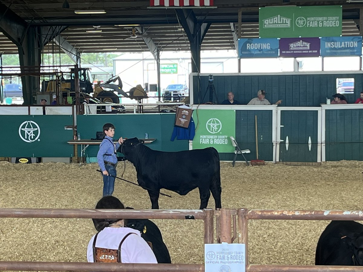 willis_ffa's tweet photo. And AGAIN Hayes Hoegemeyer with his 1st place replacement heifer in class 3! Stay tuned for the grand drive as all three of our first in class kiddos will be back out this morning. 
@WillisISD_CTE @WISDBrabham @WillisSchools https://t.co/05oq73OxmK