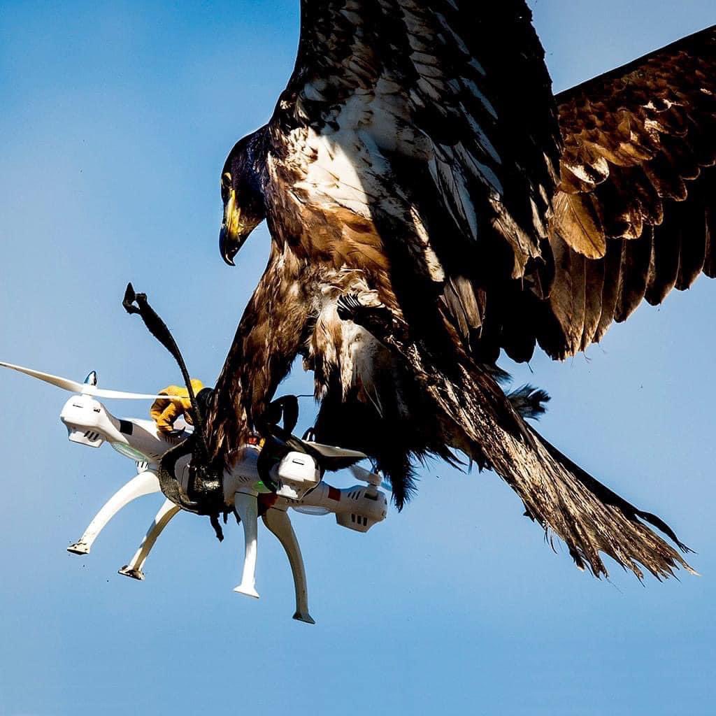 La naturaleza cazando a la tecnología.

📸 Koen Van Weel