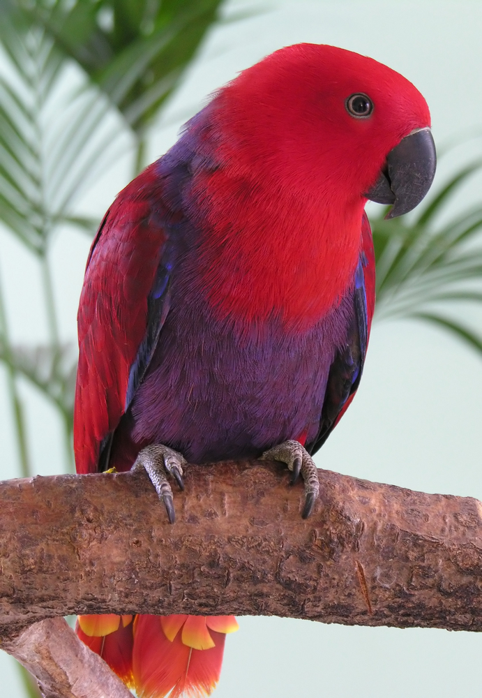 NorthernParrots's tweet photo. This is the gorgeous #Eclectus we’re celebrating today, #EclectusDay. https://t.co/7fR9YVXCpJ