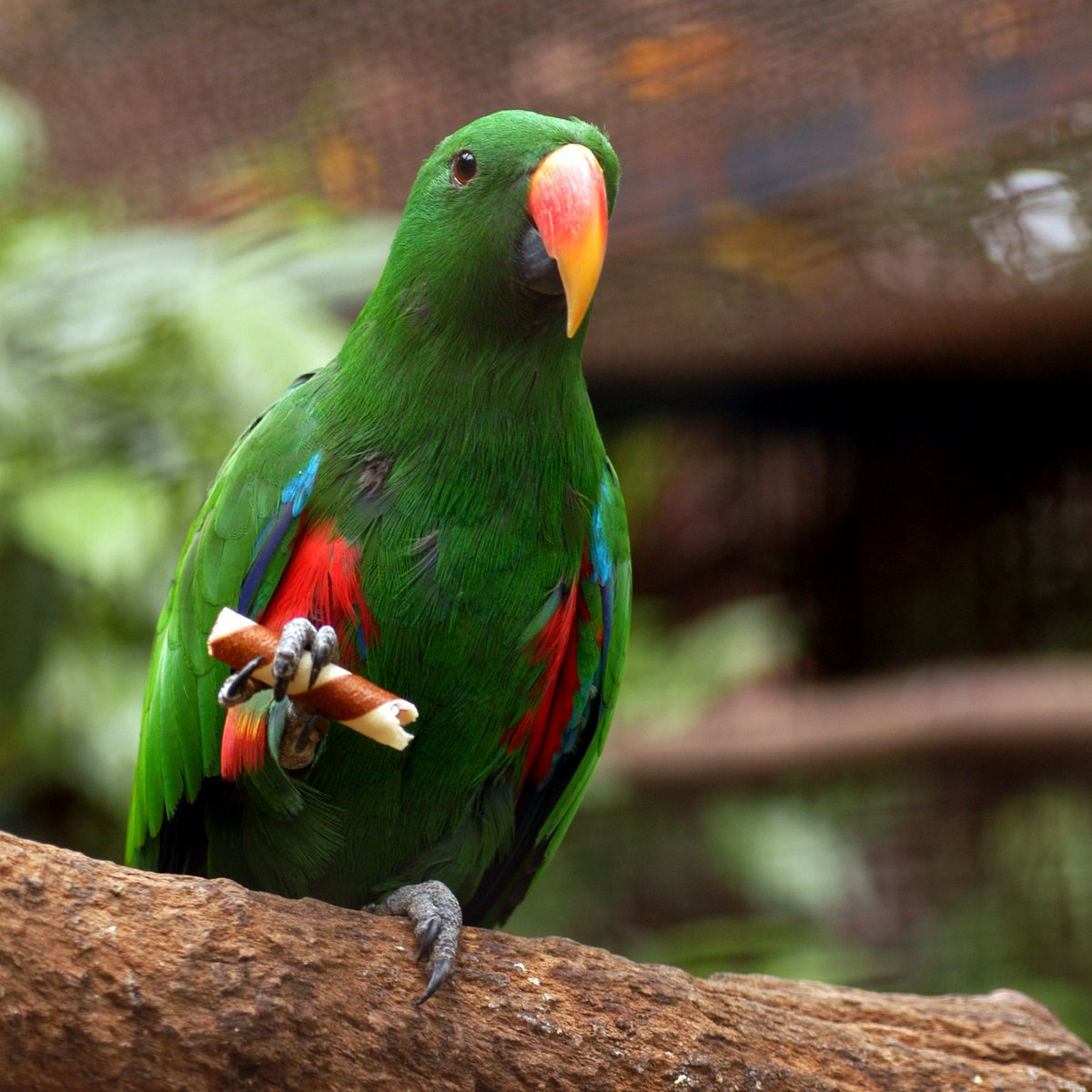NorthernParrots's tweet photo. This is the gorgeous #Eclectus we’re celebrating today, #EclectusDay. https://t.co/7fR9YVXCpJ