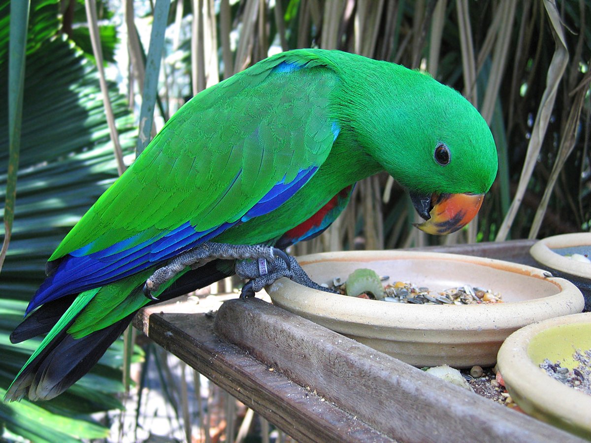 NorthernParrots's tweet photo. This is the gorgeous #Eclectus we’re celebrating today, #EclectusDay. https://t.co/7fR9YVXCpJ