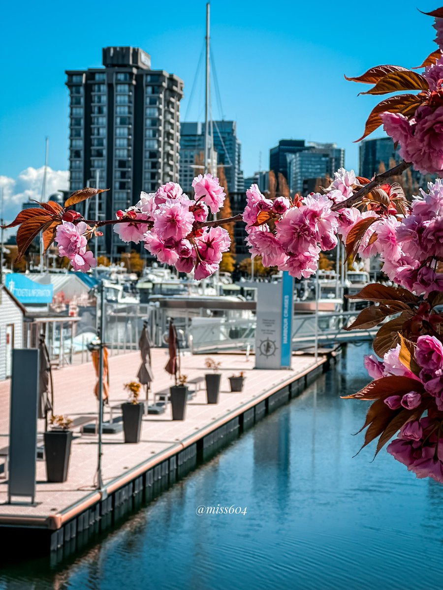 Cherry Grove is in bloom 🌸 📍 Devonian Harbour Park