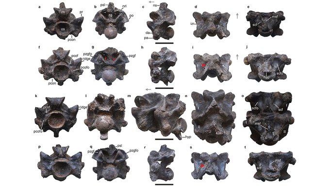 This is figure 2, which shows the anterior trunk vertebrae of Vasuki indicus.
