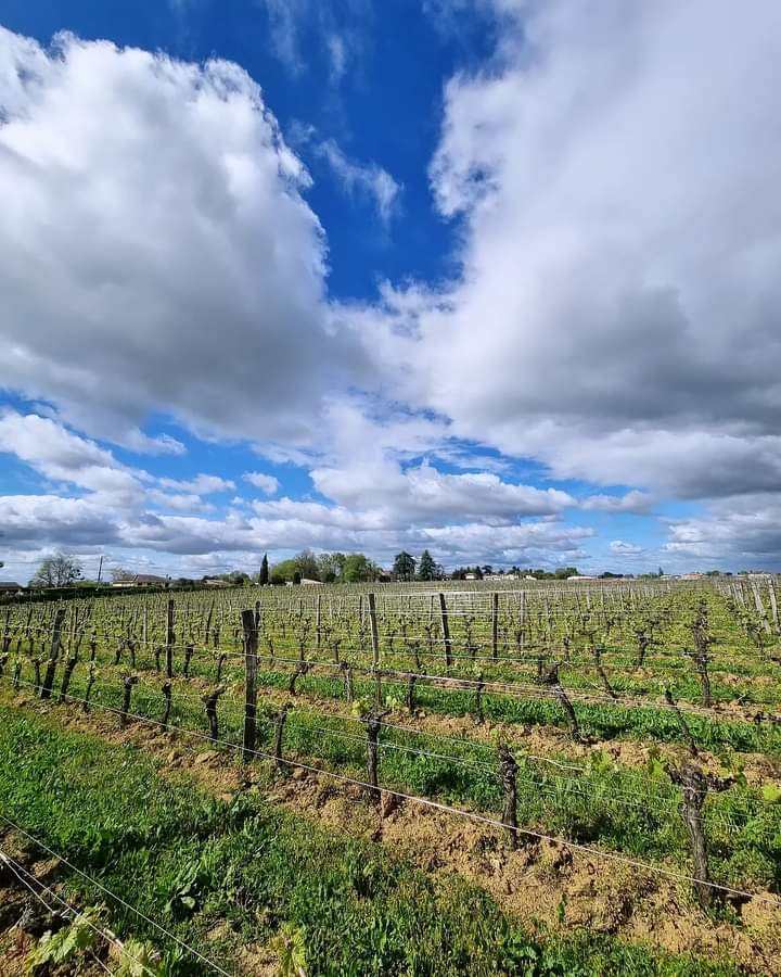 Depuis quelques jours le beau temps est revenu dans la région. Nous avons terminé les travaux de pliage et ressortons enfin les tracteurs du garage. Mais comme chaque année désormais le risque de gel plane sur les vignes. Courage à tous les viticulteurs. #Vignes #SaintEmilion