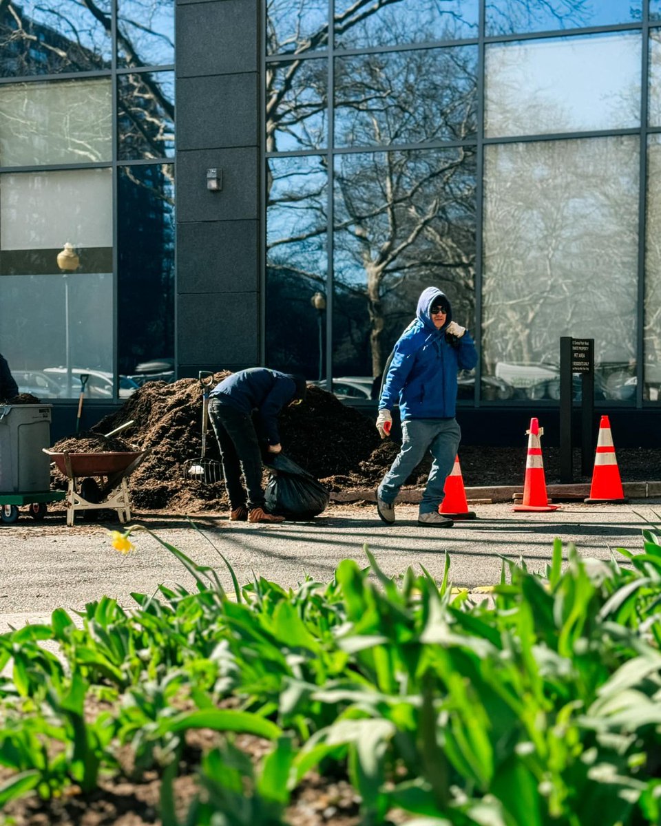 JMDLandscapes's tweet photo. Start of the season means the smell of fresh mulch. Thanks to everyone who helped in completing our first mulching of the season.
----
#JohnMini #over50years #Spring #Seanson #Mulch #Gardencare #OutdoorTeam #outdoorlandscaping #NYC #Newyork https://t.co/OyVQPnuufK