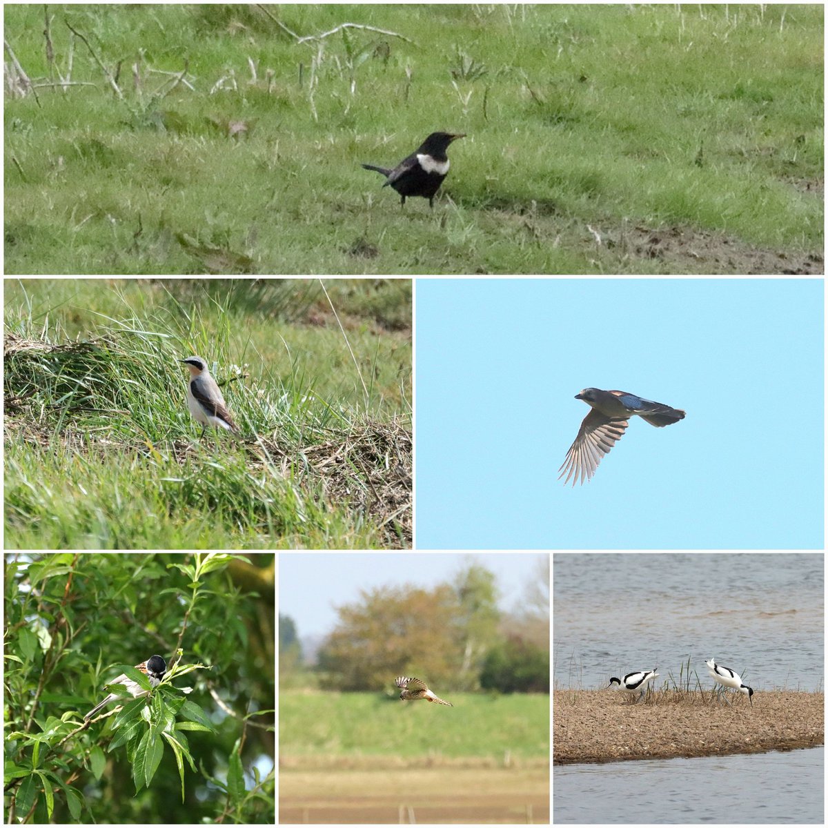 RSPB Freiston shore: Star bird being the Ring Ouzel - Rare for the site a Jay - Yellow Wagtails - Wheater - White Wagtail - Reed buntings - Avocett - Black cap - Willow Warbler @Lincsbirding @SLArchive