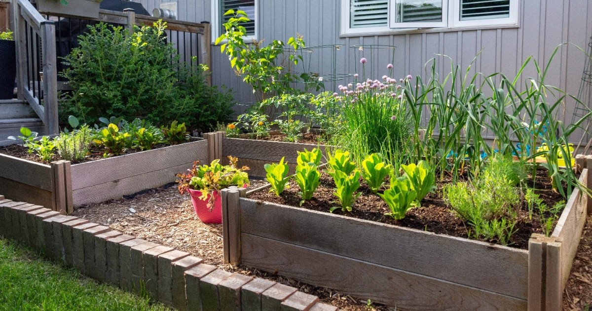 You’d be surprised by how much you can #grow in small #yards or no yards at all. 🌼 #Flowers,🥕 #vegetables, or 🍓 #fruit can be cultivated in small spaces. Raised beds are ideal for small spaces with sufficient sunlight. ☀️ Read our blog on #raisedbeds unh.me/3vPGz61