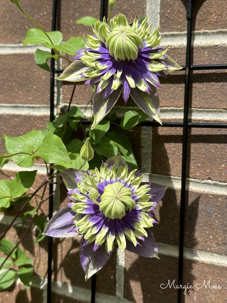 Good afternoon, everyone. My #ClematisThursday picture of Clematis Taiga. I almost threw this vine away 2 years ago, I thought it was dead. Apparently I moved it to the side of the house it loves. Have a safe and peaceful day or night wherever you may be. #GardeningTwitter…